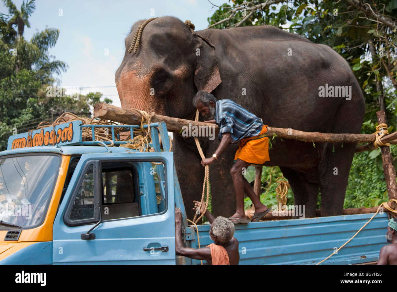 Truck transporting elephant hi-res stock photography and images - Alamy