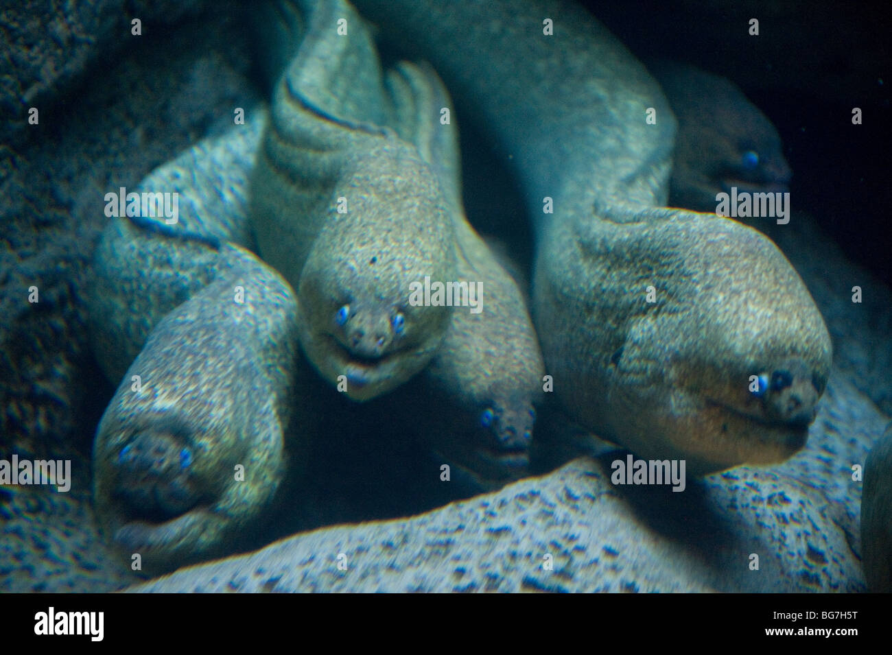 Photo of eels taken at the Sand Diego Zoo Stock Photo Alamy