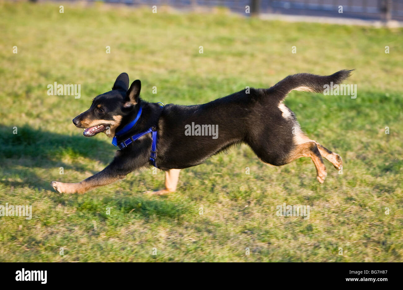 Australain Kelpie dog in motion Stock Photo Alamy