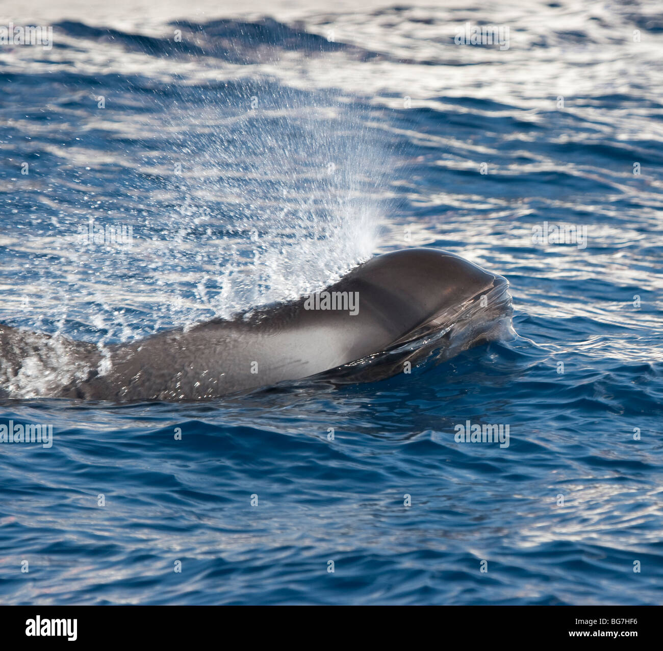 Short Finned Pilot Whale Globicephala Macrorhynchus Swimming Of