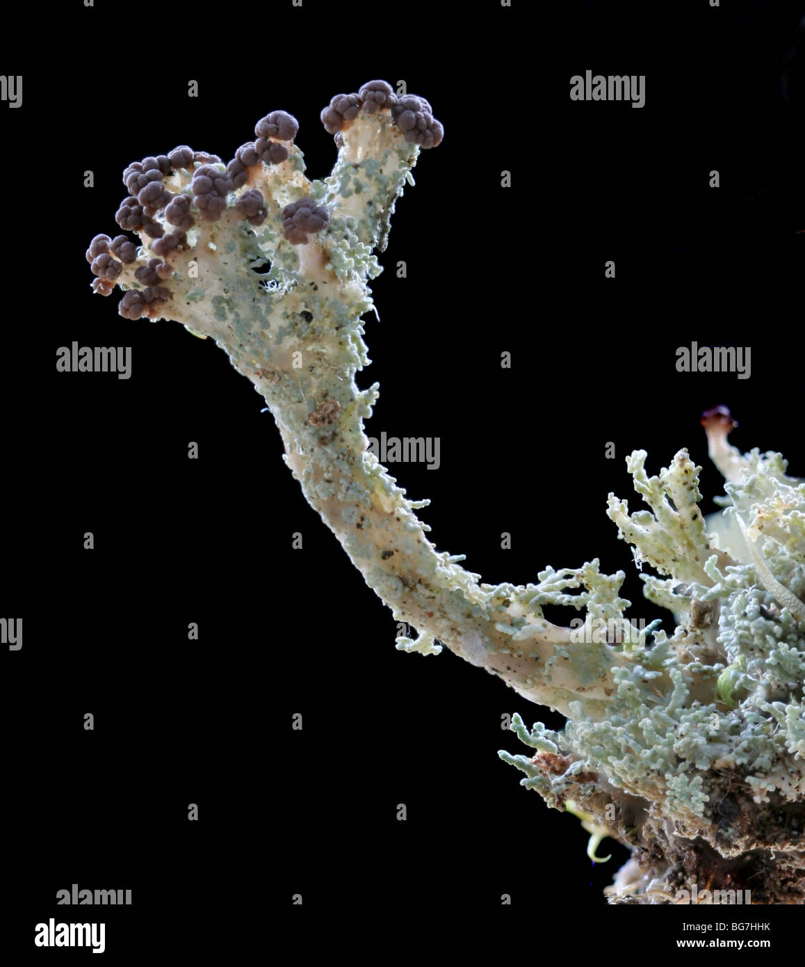Fruticose lichen, Cladonia sp. Stock Photo