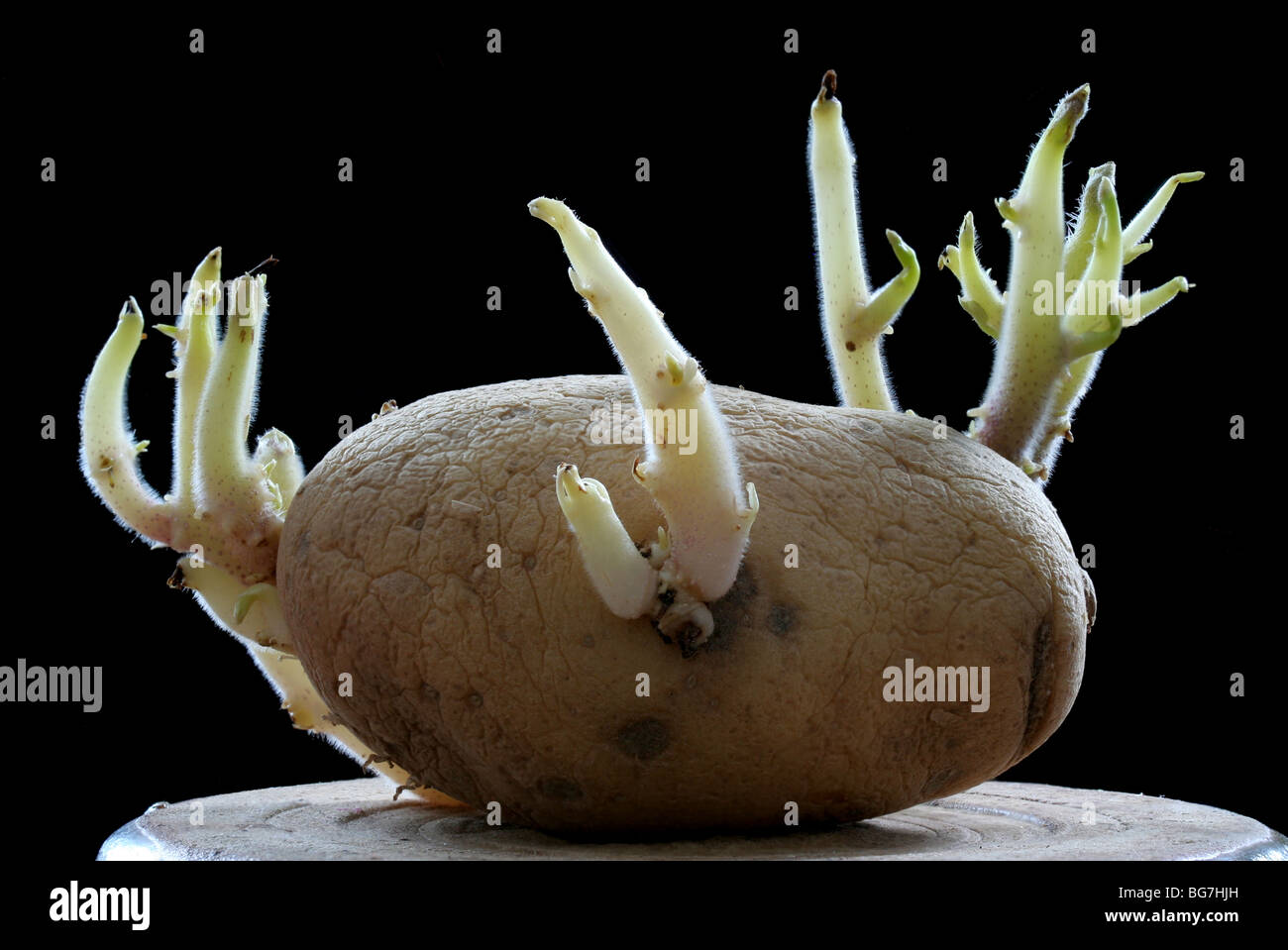 Potato sprout hires stock photography and images Alamy