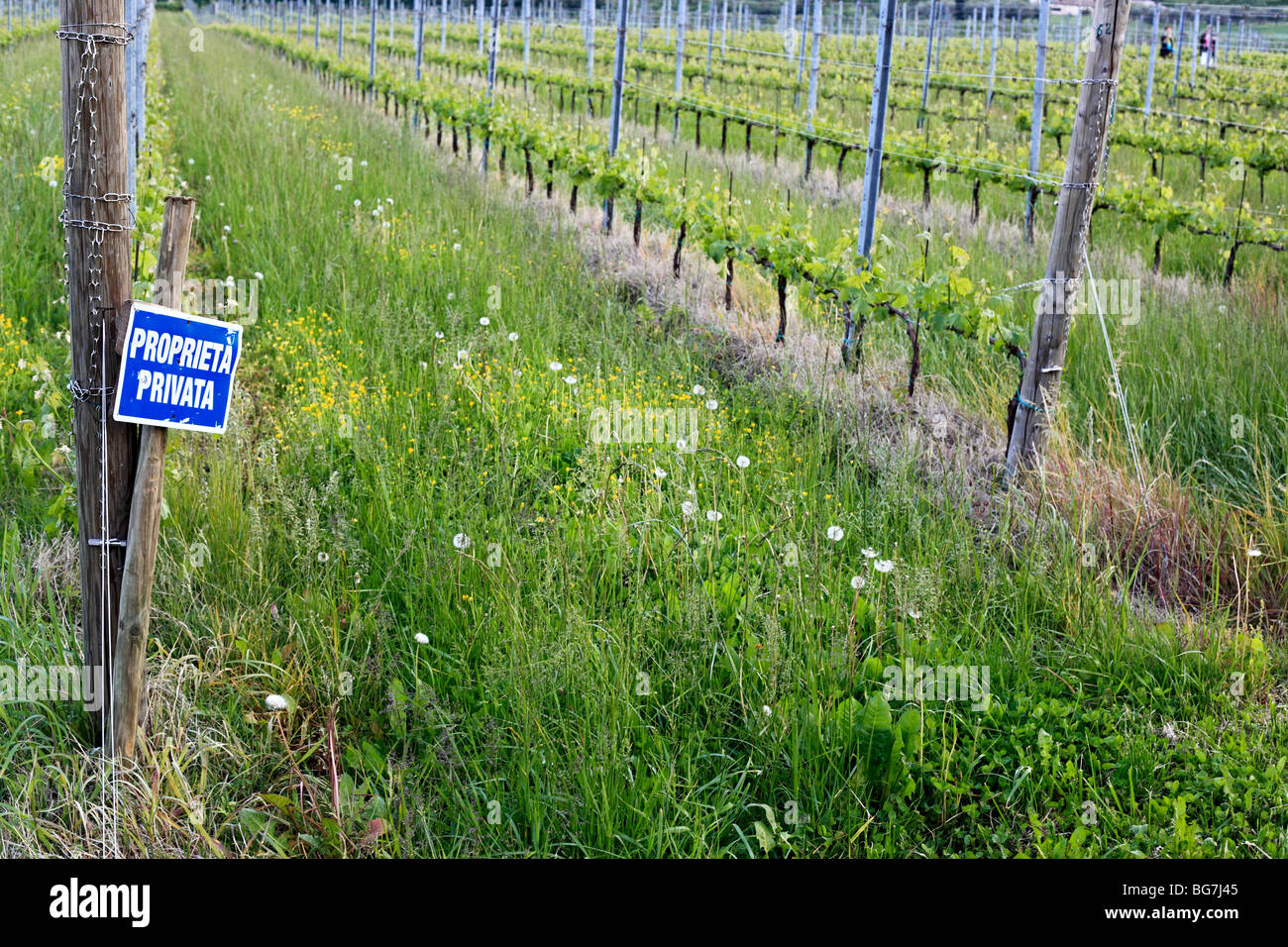 Vineyard, Bassano del Grappa, Veneto, northern Italy Stock Photo