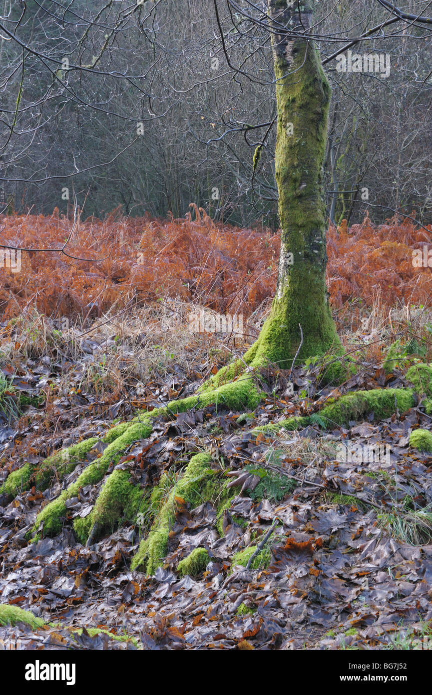 Purple and green winter hues in Kenick Wood, Laurieston Forest