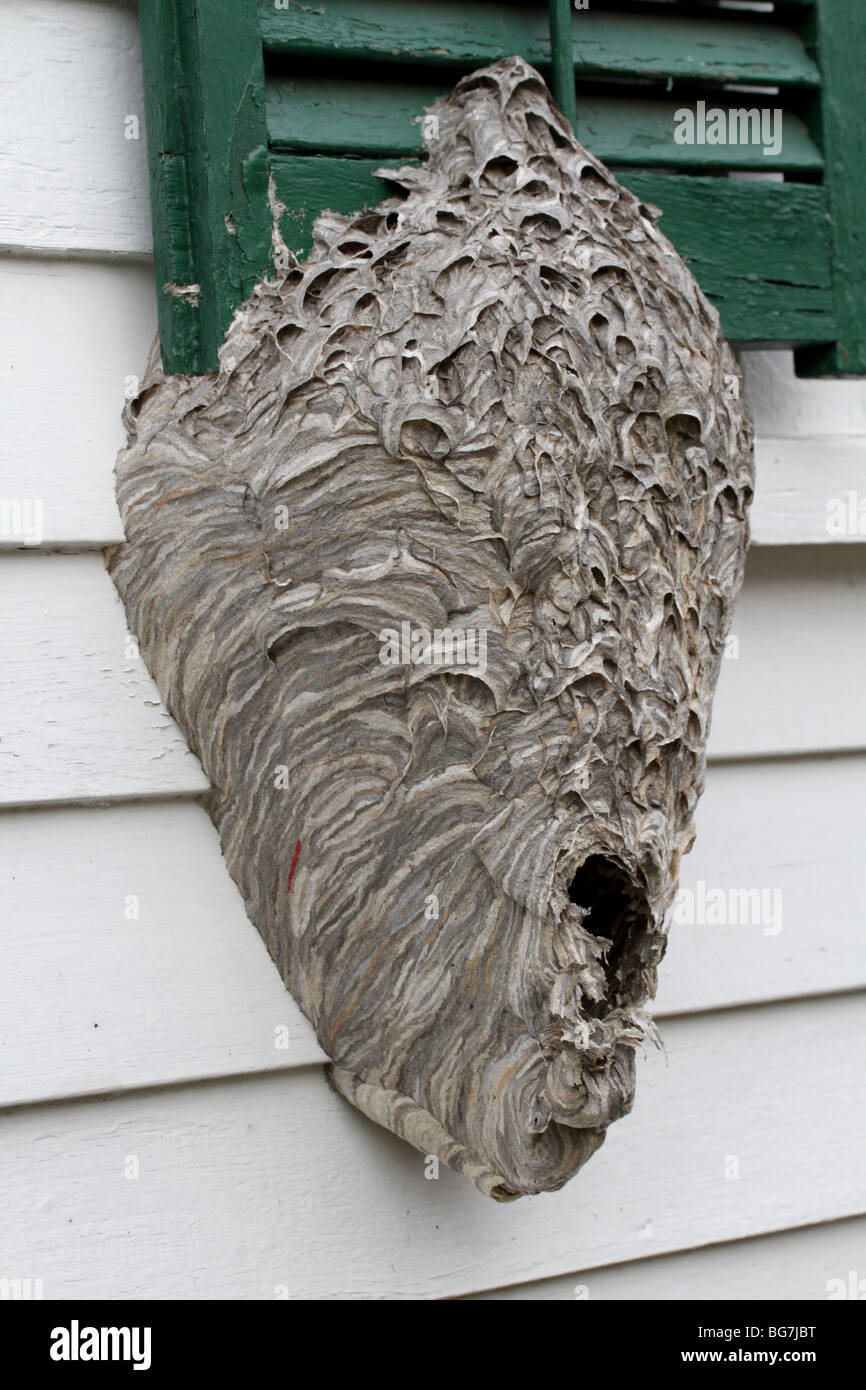 Bald-faced hornet nest (Dolichovespula maculata) built on the side of a house. Stock Photo