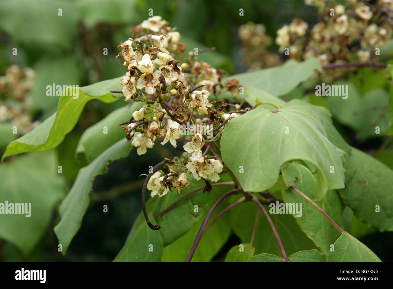 Chinese Catalpa, Japanese Catalpa or Yellow Catalpa, Catalpa ovata 'Flavescens', Bignoniaceae, China, Japan, Korea, Asia, USA. Stock Photo