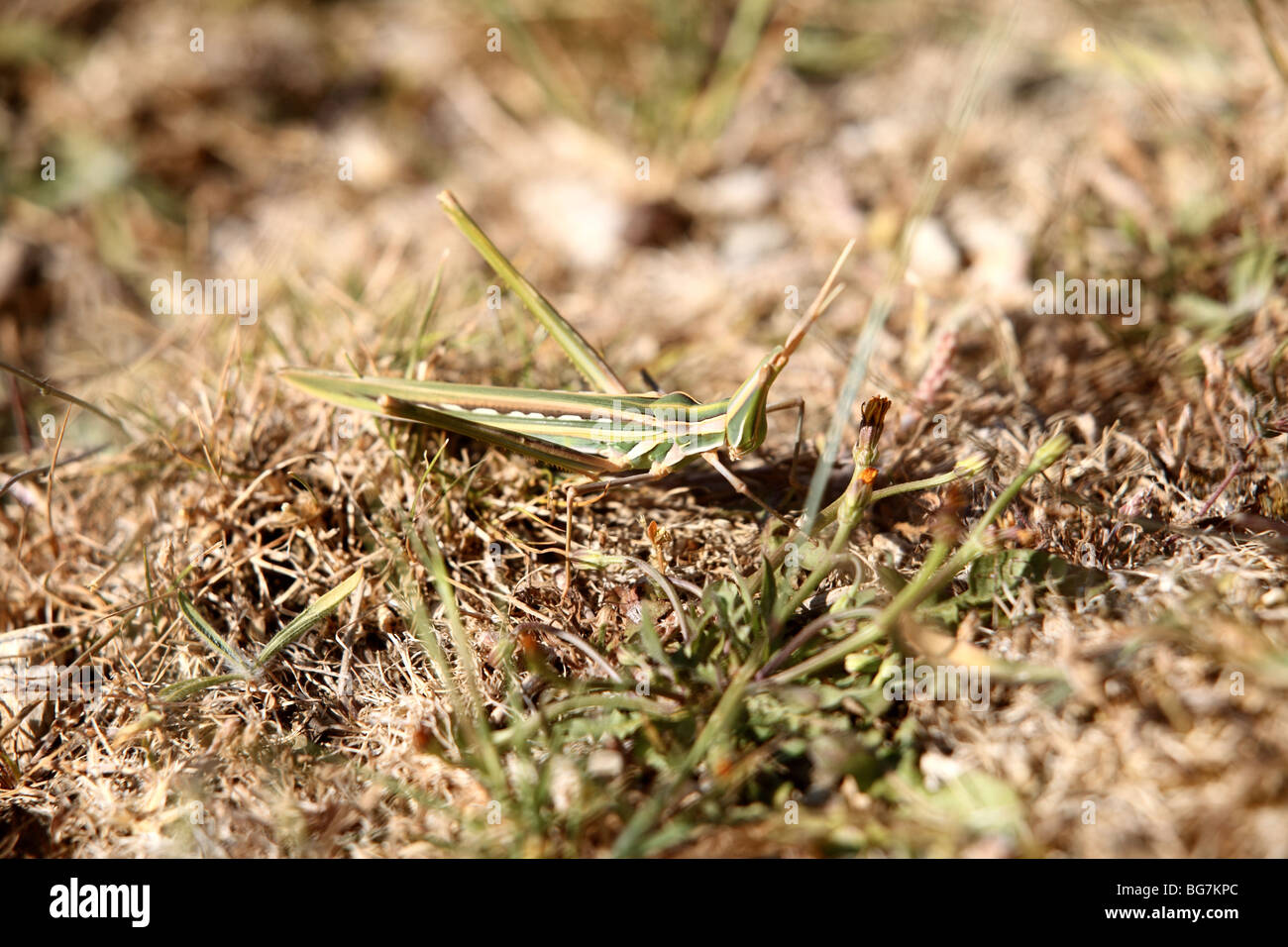 An Acrida turrita grasshopper in the wild on Crete, Greece. Stock Photo