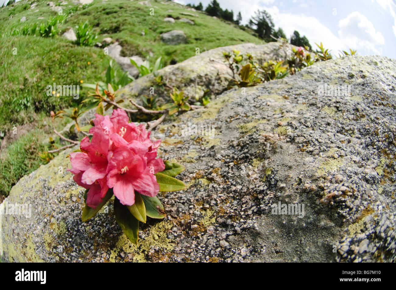 wild mountain flower, Meranges, Pyrenees of Spain Stock Photo Alamy