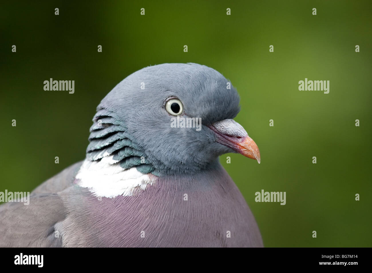 Pigeon, England, UK Stock Photo - Alamy