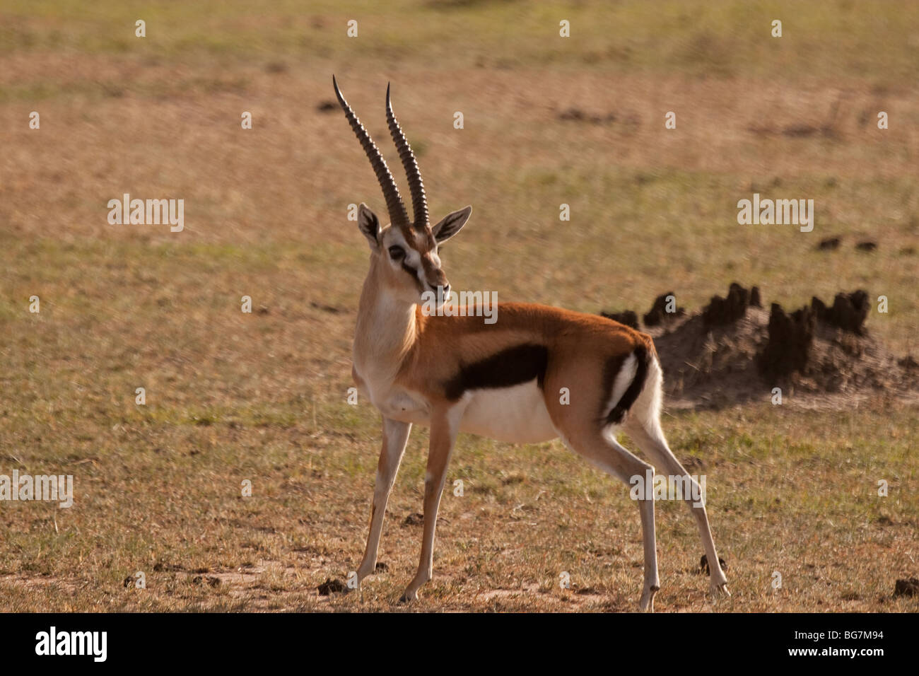 Young Thomson's gazelle in National park Masai Mara in Kenya Stock ...
