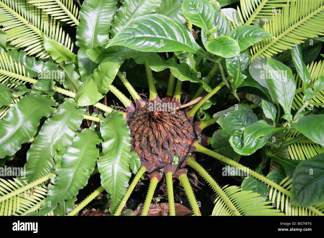 Sago Cycad, King Sago Palm or Sago Palm, Cycas revoluta, Cycadaceae, Japan. Stock Photo