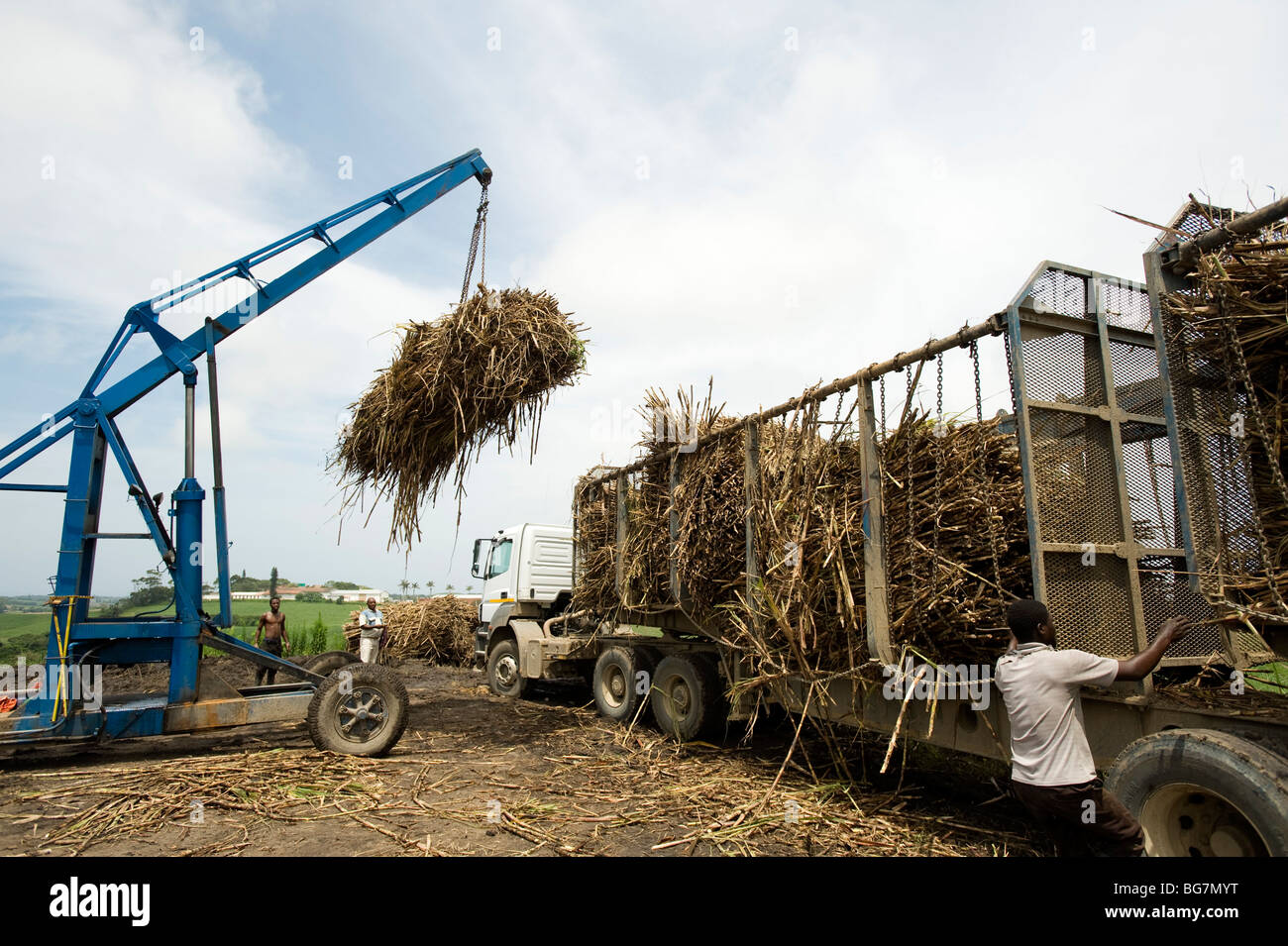Tractors loading bushels of sugar cane. Sugar cane farm. South of