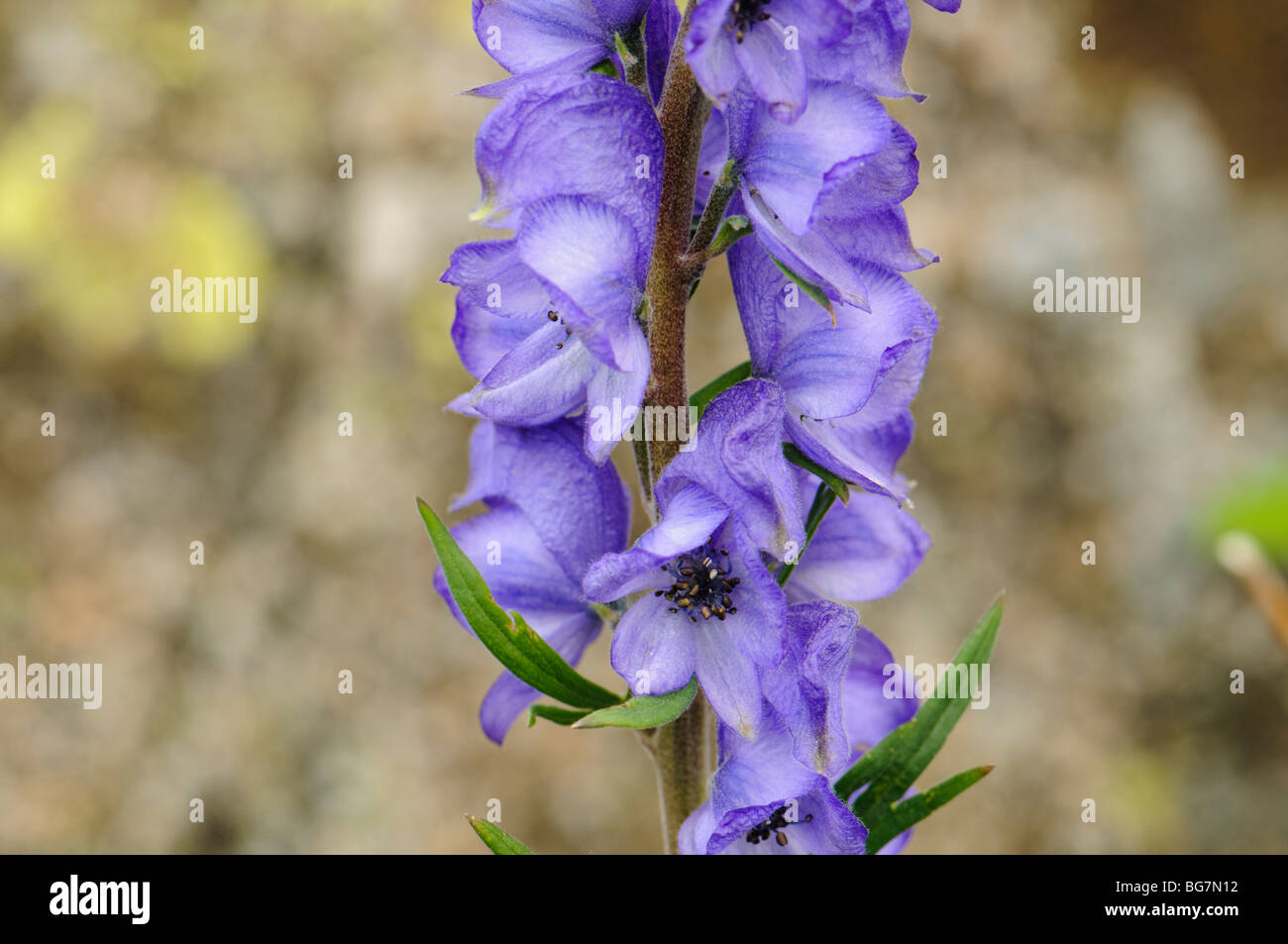 Mountain wildflower, Pyrenees, Spain Stock Photo