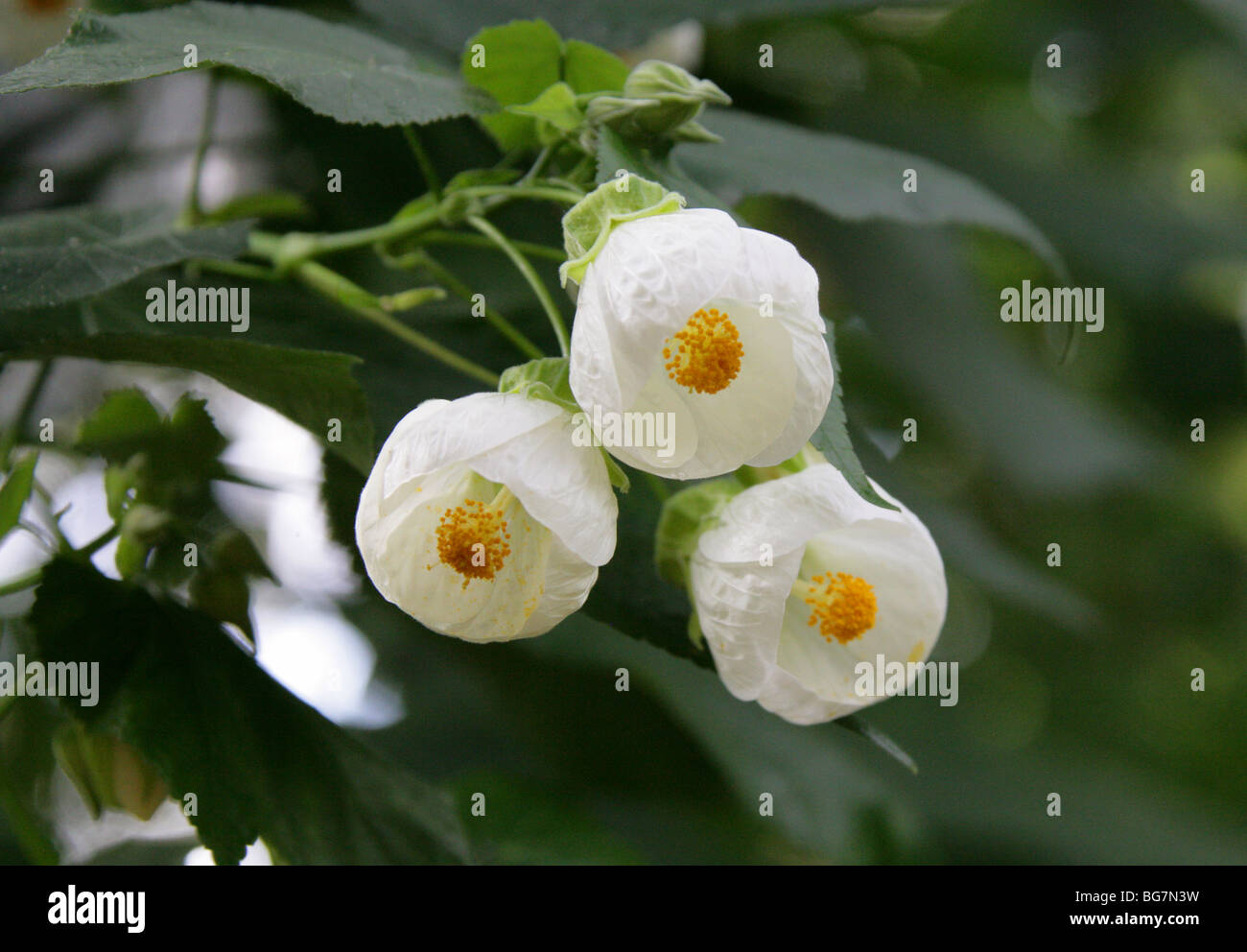 Abutilon, Chinese Bell Flower, Chinese Lantern, Mallow or Indian Mallow, Abutilon 'Boule de Neige', Malvaceae. China, Asia Stock Photo