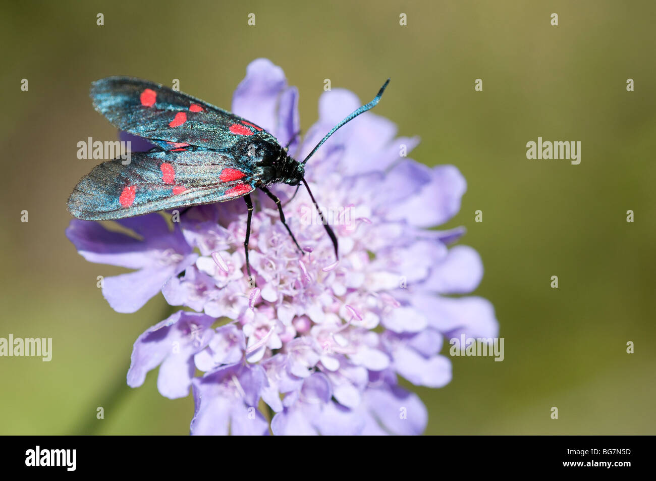 Butterfly on flower, Pyrenees, Spain Stock Photo