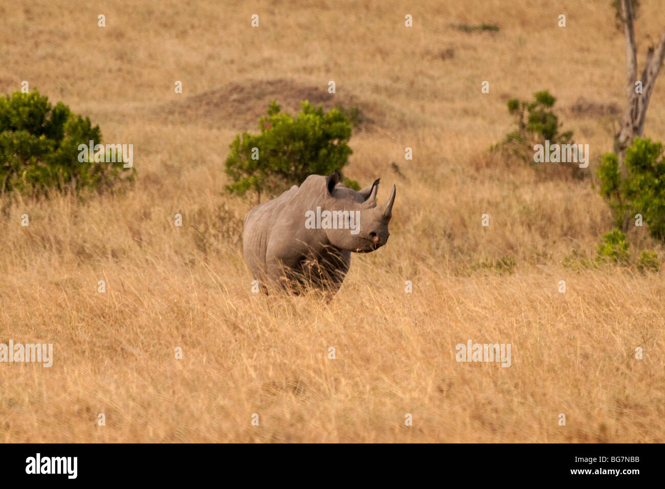 Single Horned Rhinoceros King