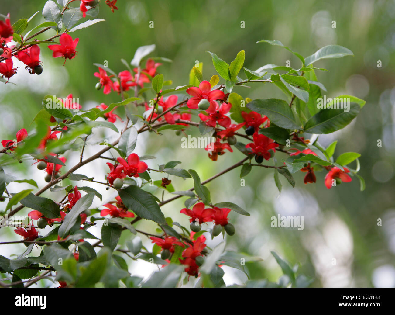 Small-leaved Plane, Carnival Bush, Carnival Ochna, Mickey Mouse Plant, Bird's Eye Bush, Ochna serrulata, Ochnaceae, South Africa Stock Photo