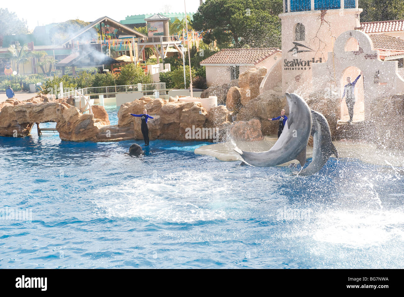 An amazing dolphin show at SeaWorld Stock Photo