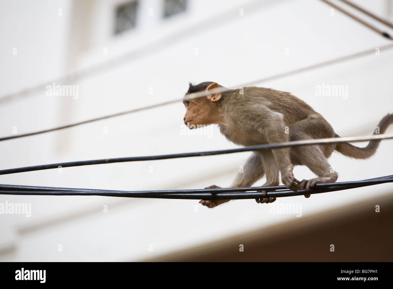 Bonnet Macaque monkey playing on power cables Stock Photo