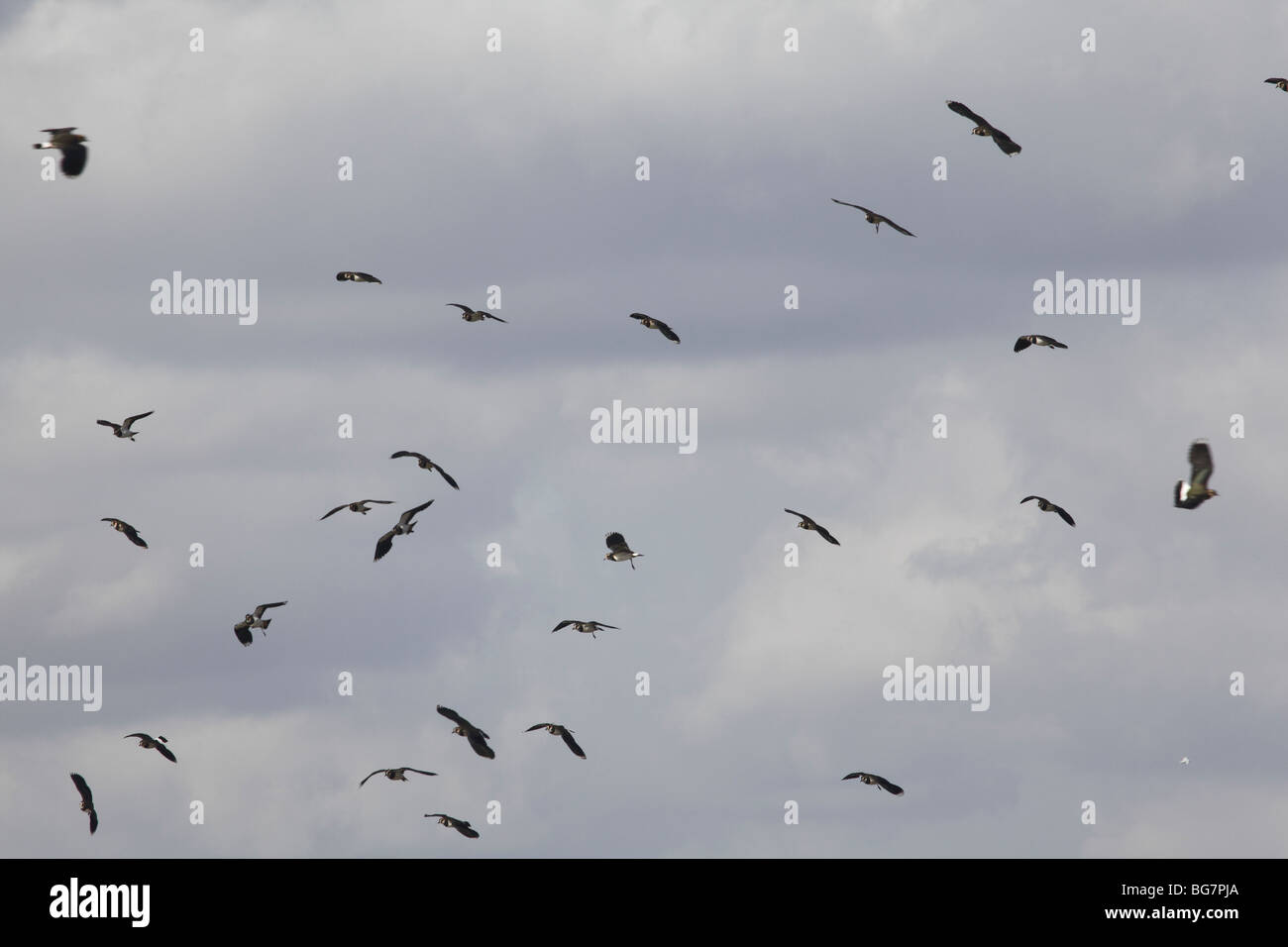 Flocks of Lapwings and Golden Plovers,Potteric Carr, Doncaster, South Yorkshire, UK, Oct 2009 Stock Photo
