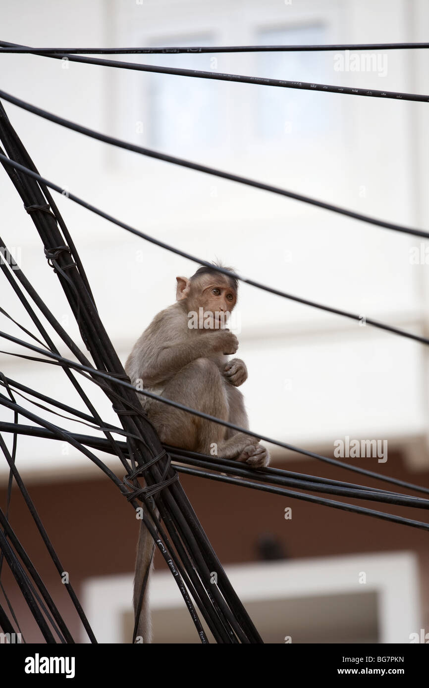 Bonnet Macaque monkey playing on power cables Stock Photo