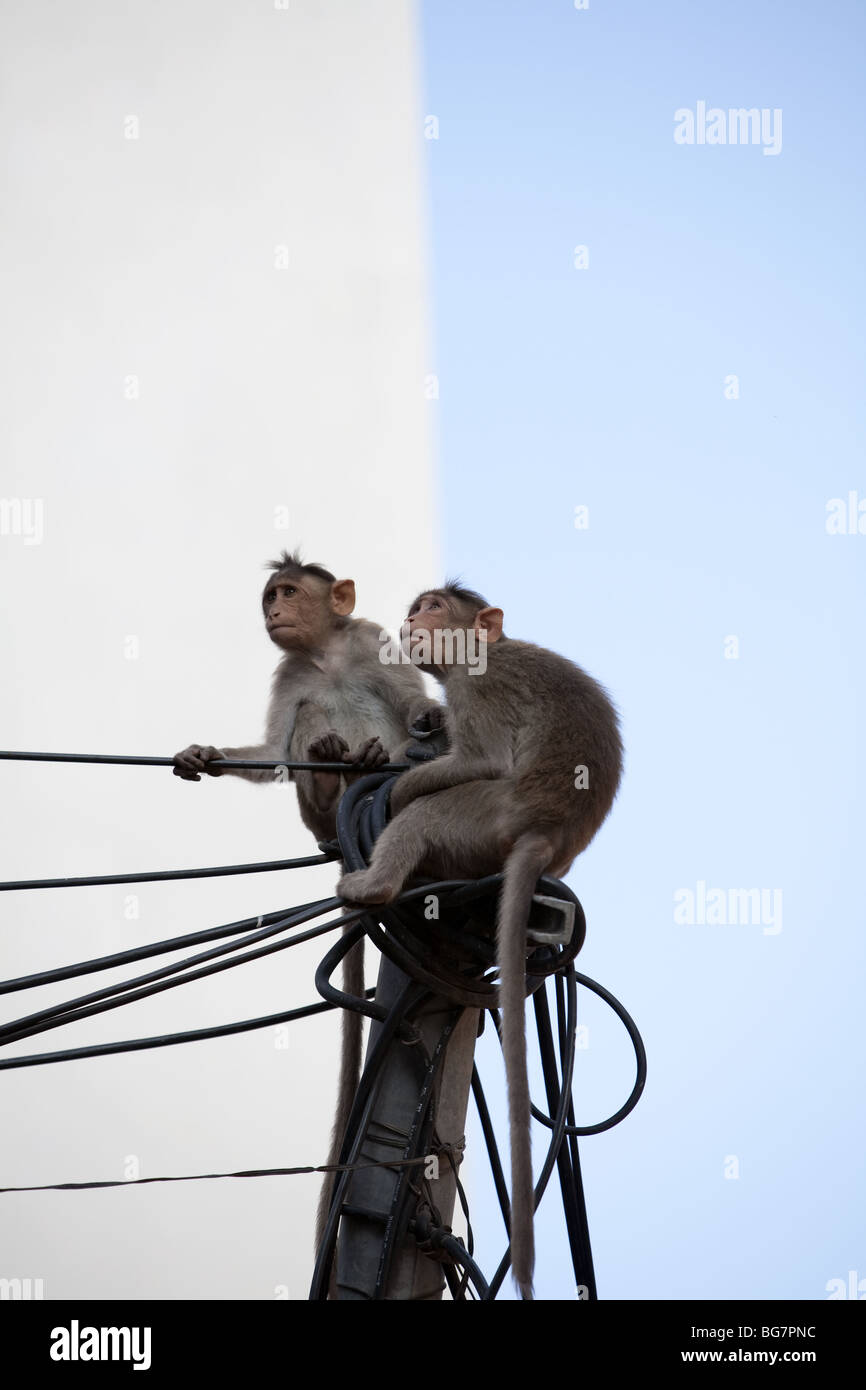 Two Bonnet Macaque monkeys on lookout Stock Photo