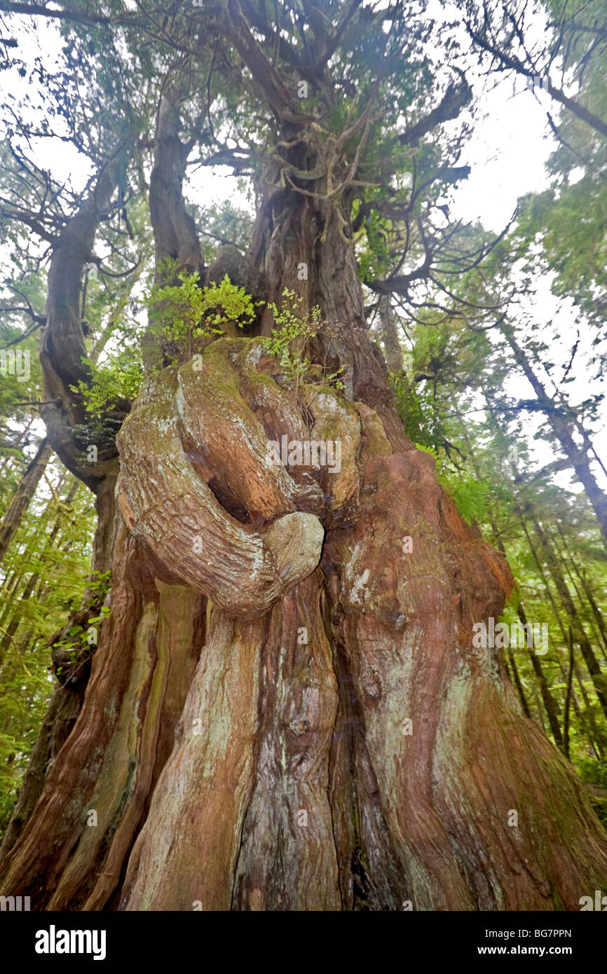 Western red cedar (Thuja plicata), the largest tree of the Broken Group Islands, located on Turret Island, Canada Stock Photo