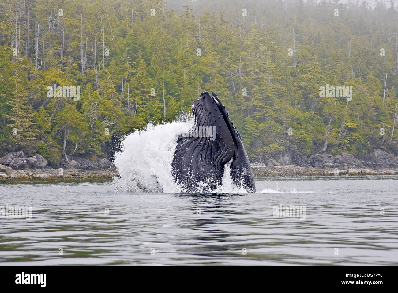 30 ton humpback whale (Megaptera, novaeangliae) jumps from water while feeding on small baitfish off Vancouver Island, Canada Stock Photo