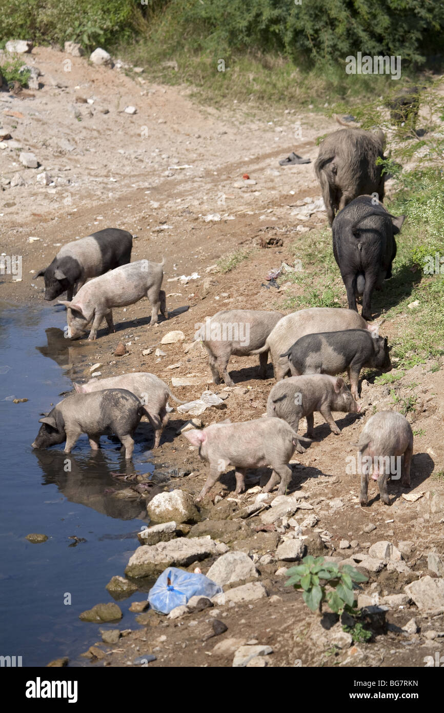 Pigs drinking water in India Stock Photo Alamy