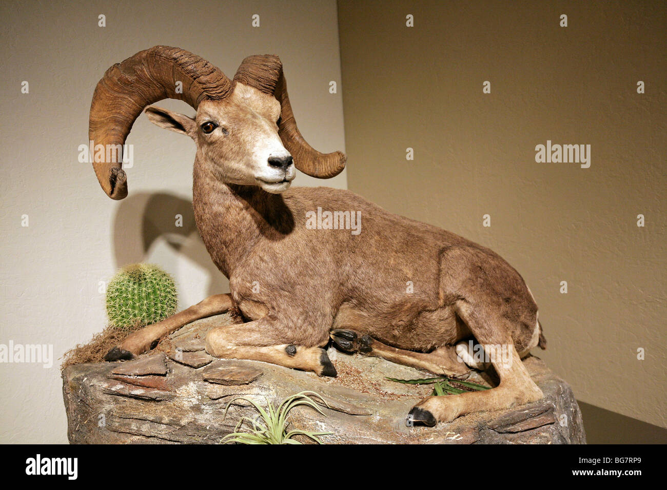 Nevada state animal hi-res stock photography and images - Alamy