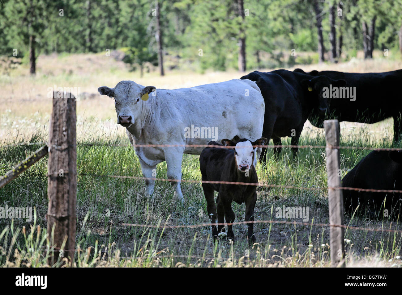 Cattle out at pasture. Stock Photo
