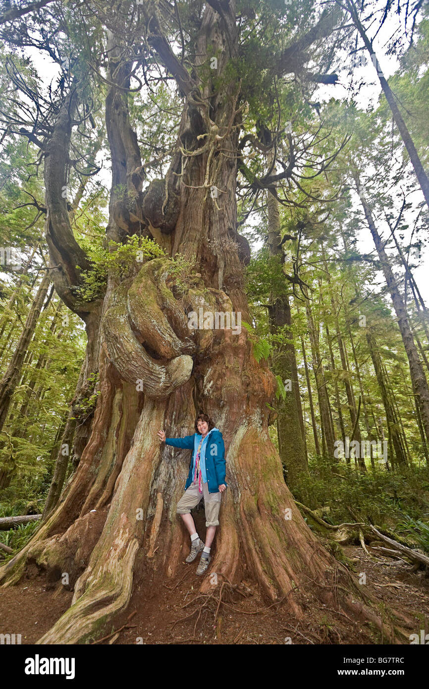 woman measures herself against a western red cedar (Thuja plicata), the largest tree of the Broken Group Islands, Canada Stock Photo
