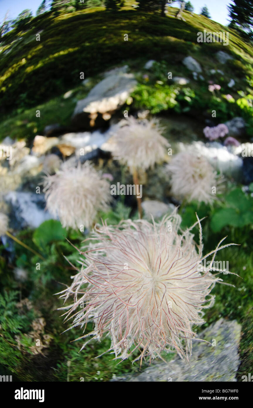 Hairy fruit hi-res stock photography and images - Alamy