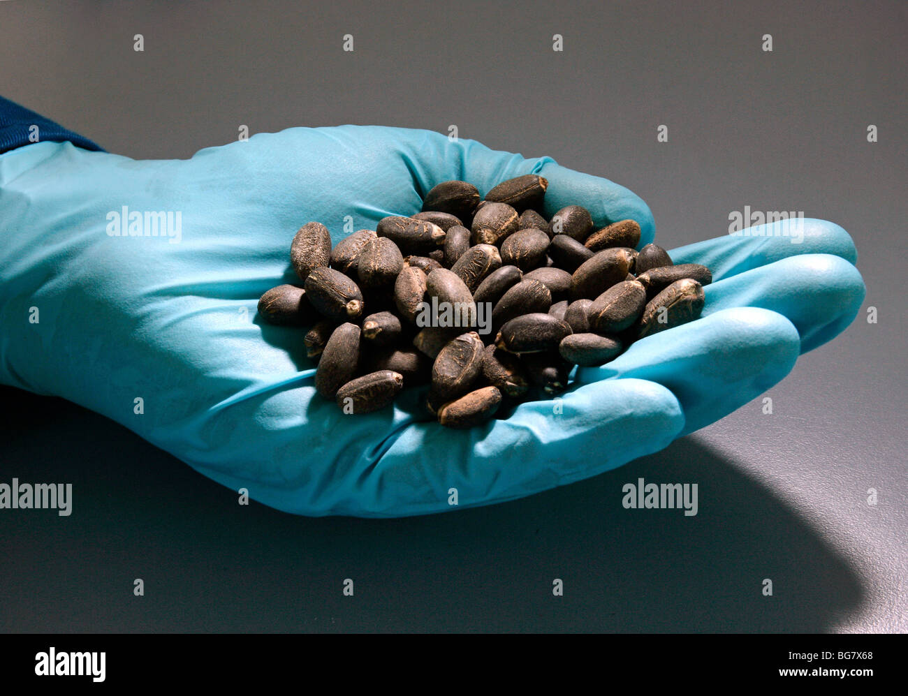 Jatropha beans used in the production of biodiesel Stock Photo