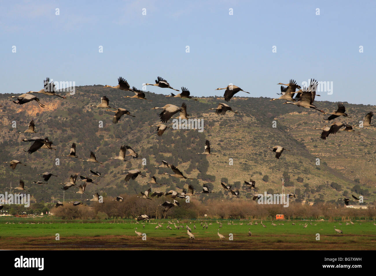 Hula valley cranes hi-res stock photography and images - Alamy