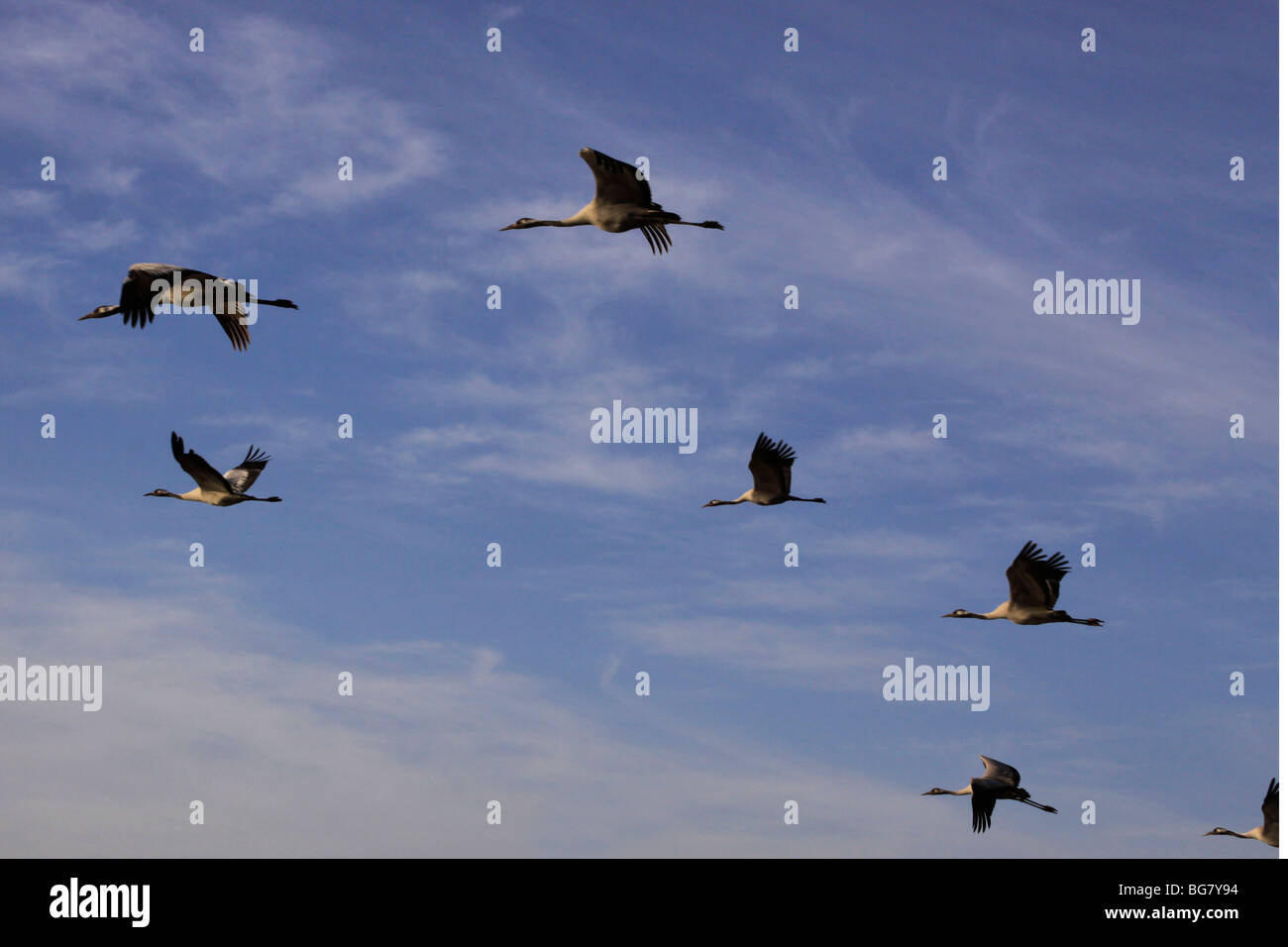 Hula valley cranes hi-res stock photography and images - Alamy