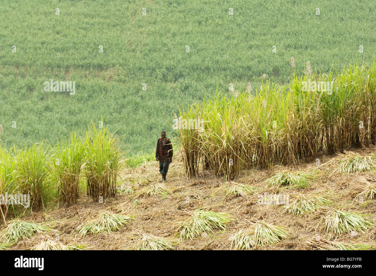 Sugar cane cutter. Sugar cane farm. South of Durban, South Africa Stock ...