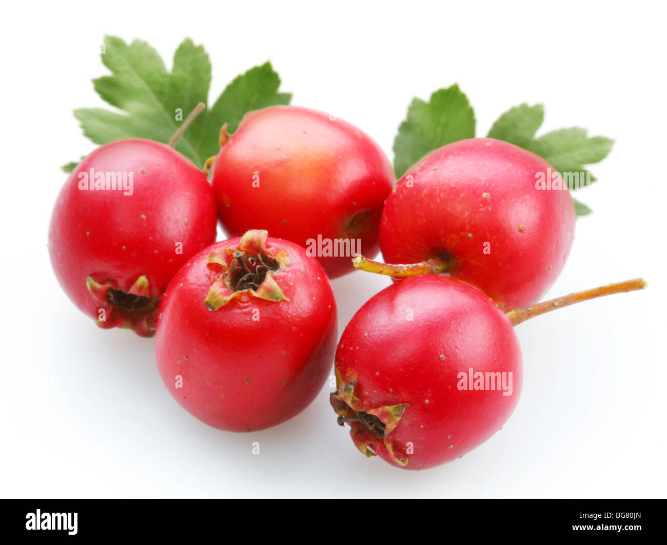 hawthorn on a white background Stock Photo