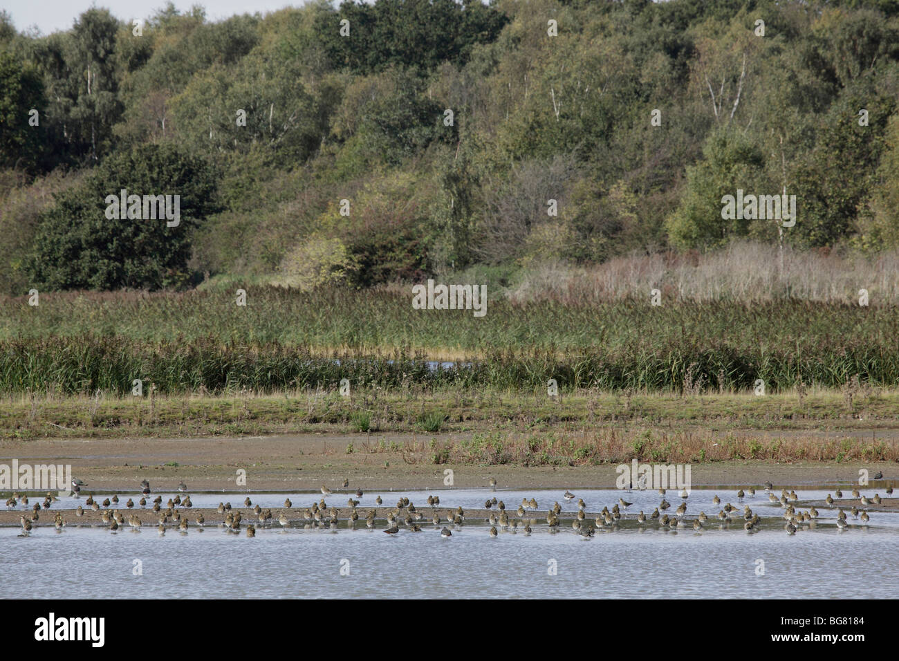 Flocks of Lapwings and Golden Plovers,Potteric Carr, Doncaster, South Yorkshire, UK, Oct 2009 Stock Photo