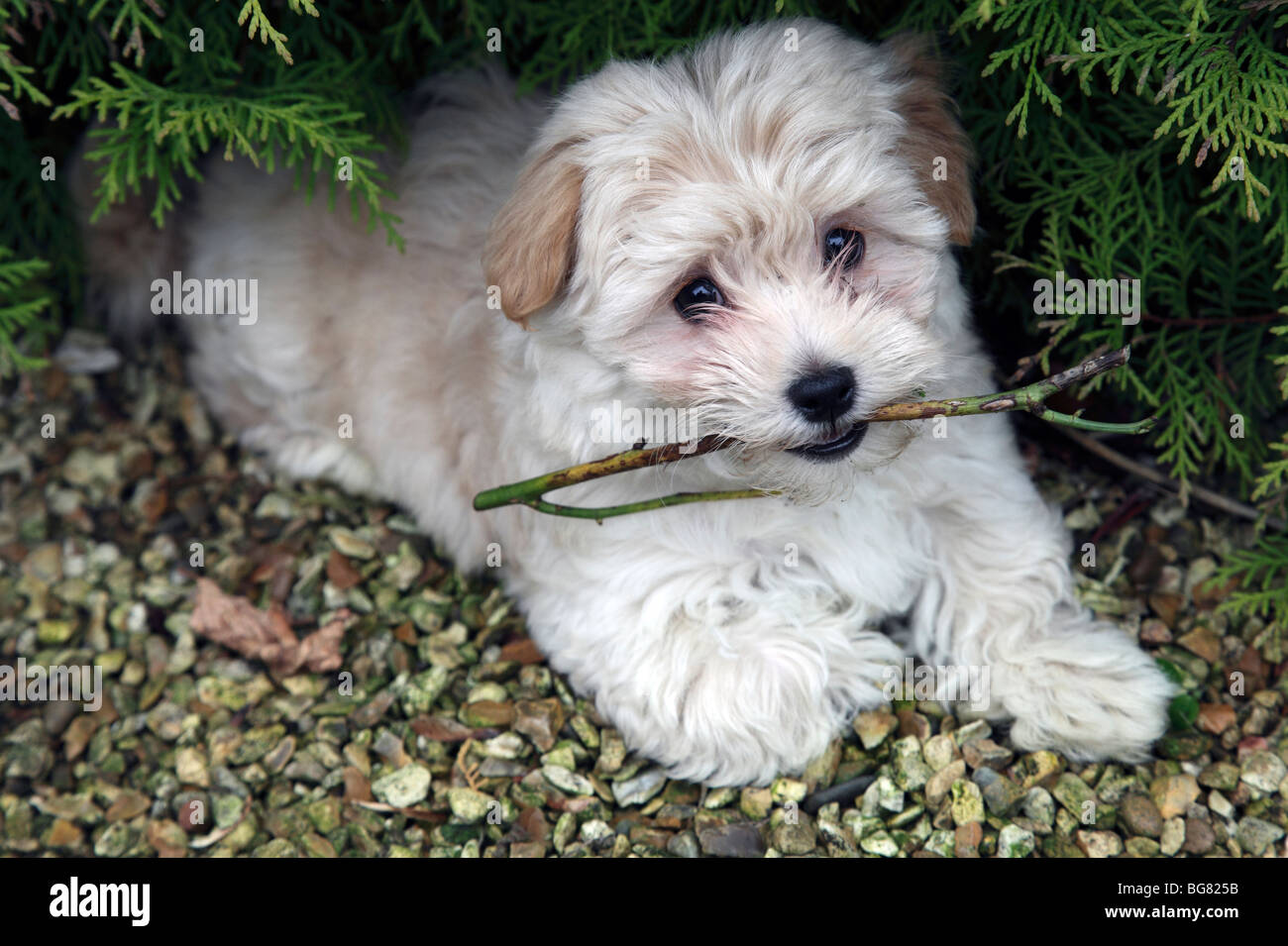 Abbie, a pedigree Havanese puppy at 7 weeks of age Stock Photo