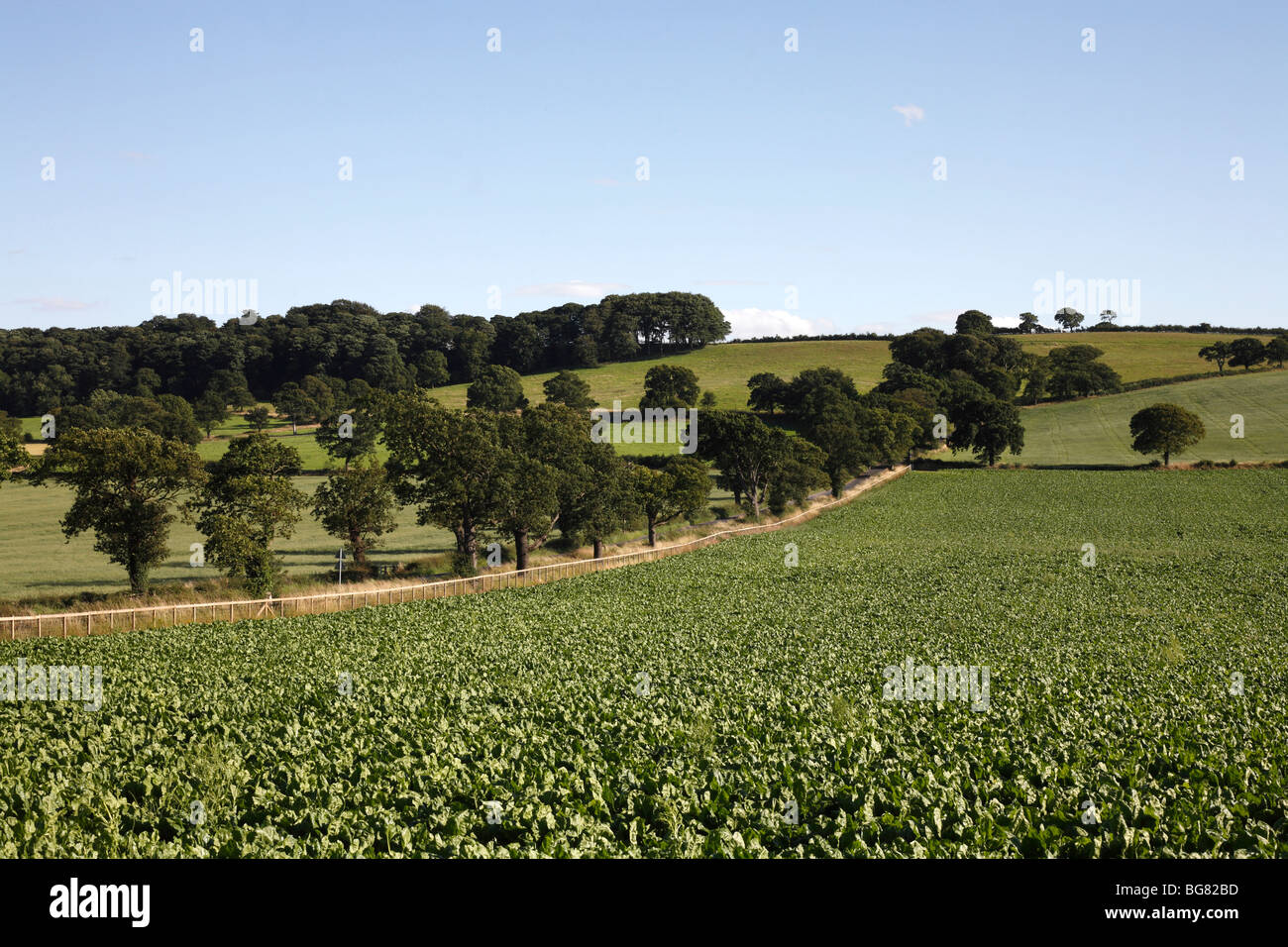 Harewood Estate near Leeds, West Yorkshire, 2009 Stock Photo