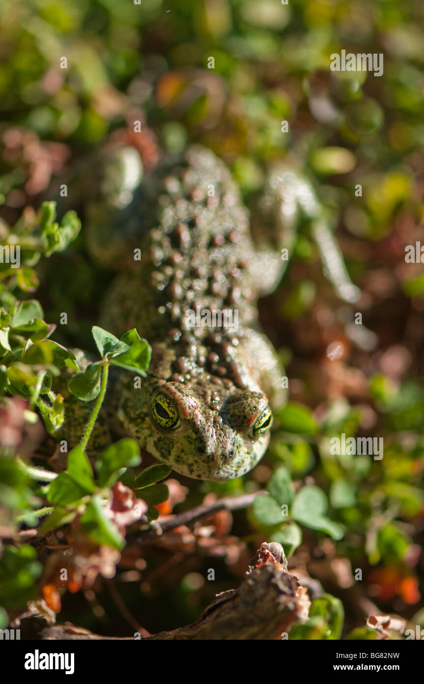 Natterjack Toad (Bufo calamita), Spain Stock Photo