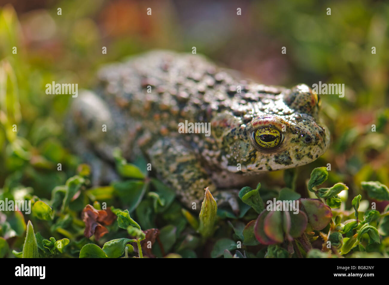 Natterjack Toad (Bufo calamita), Spain Stock Photo
