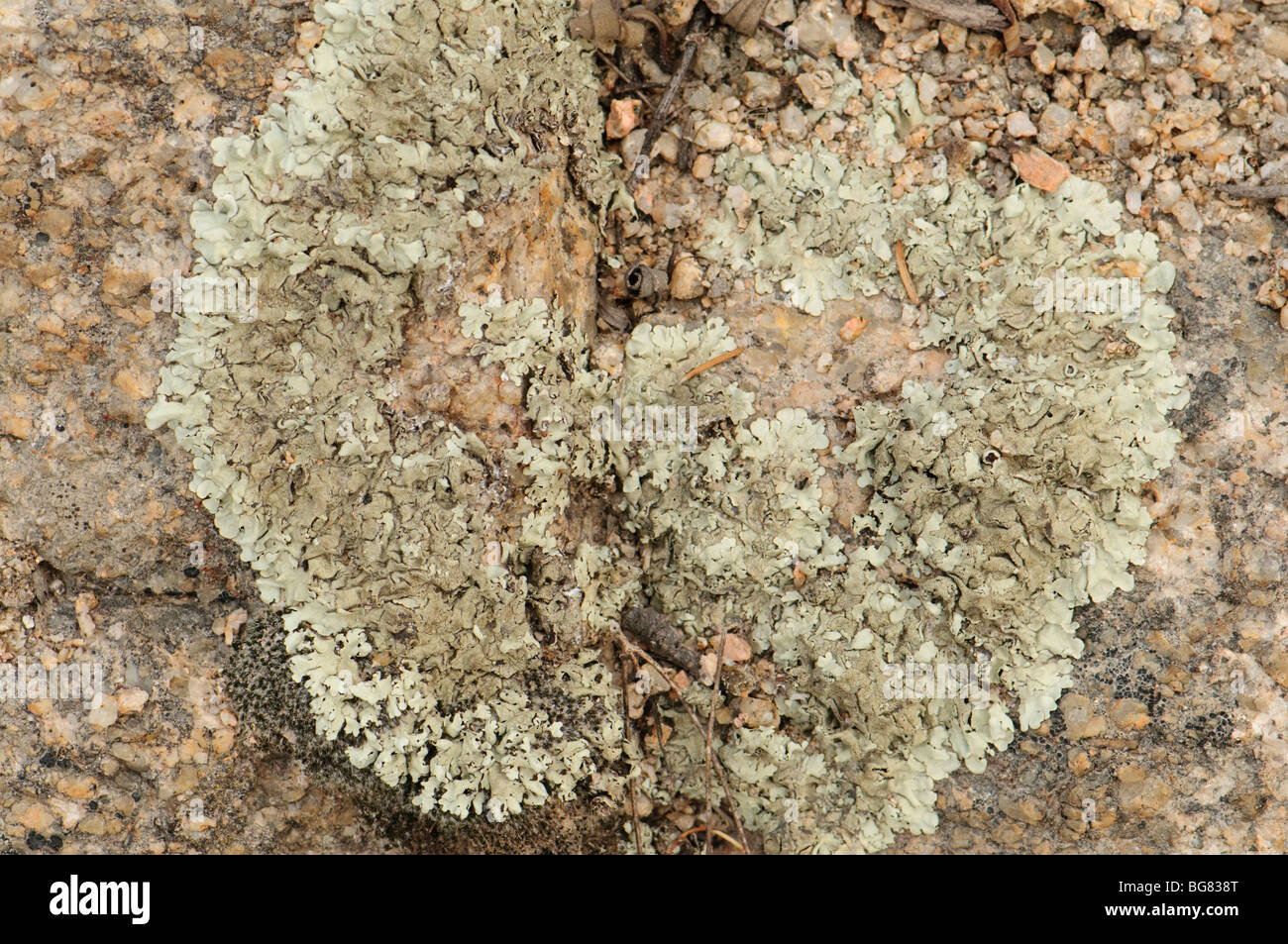 Lichen, Spain Stock Photo