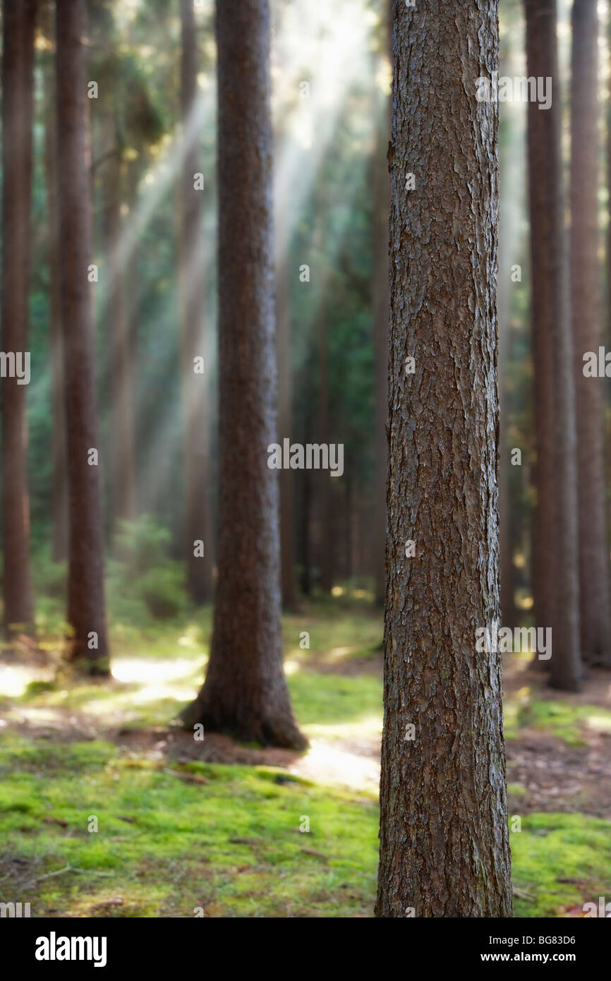 autumn forest scene with sunrays shining through branches Stock Photo ...