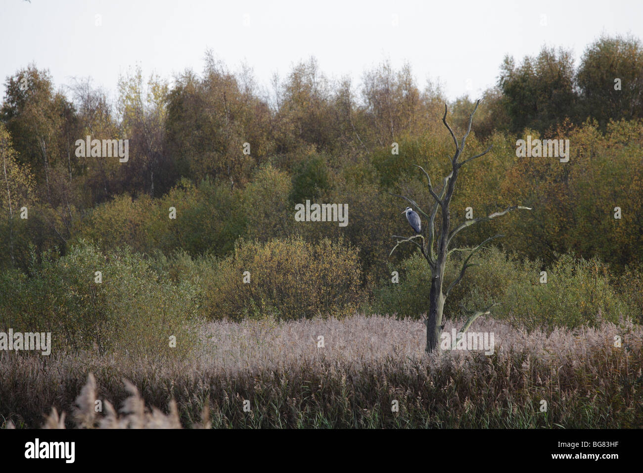 Grey heron Ardea cinerea, sat in a tree at Potteric Carr Nature Reserve, near Doncaster, May 2009 Stock Photo