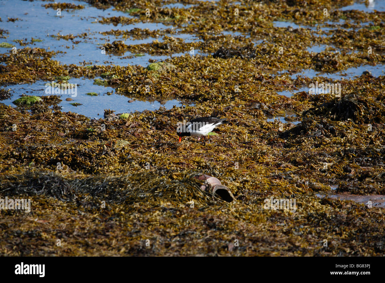 Oyster Catcher, Haematopus ostralegus, The Isle of Arran, Scotland, June 2009 Stock Photo
