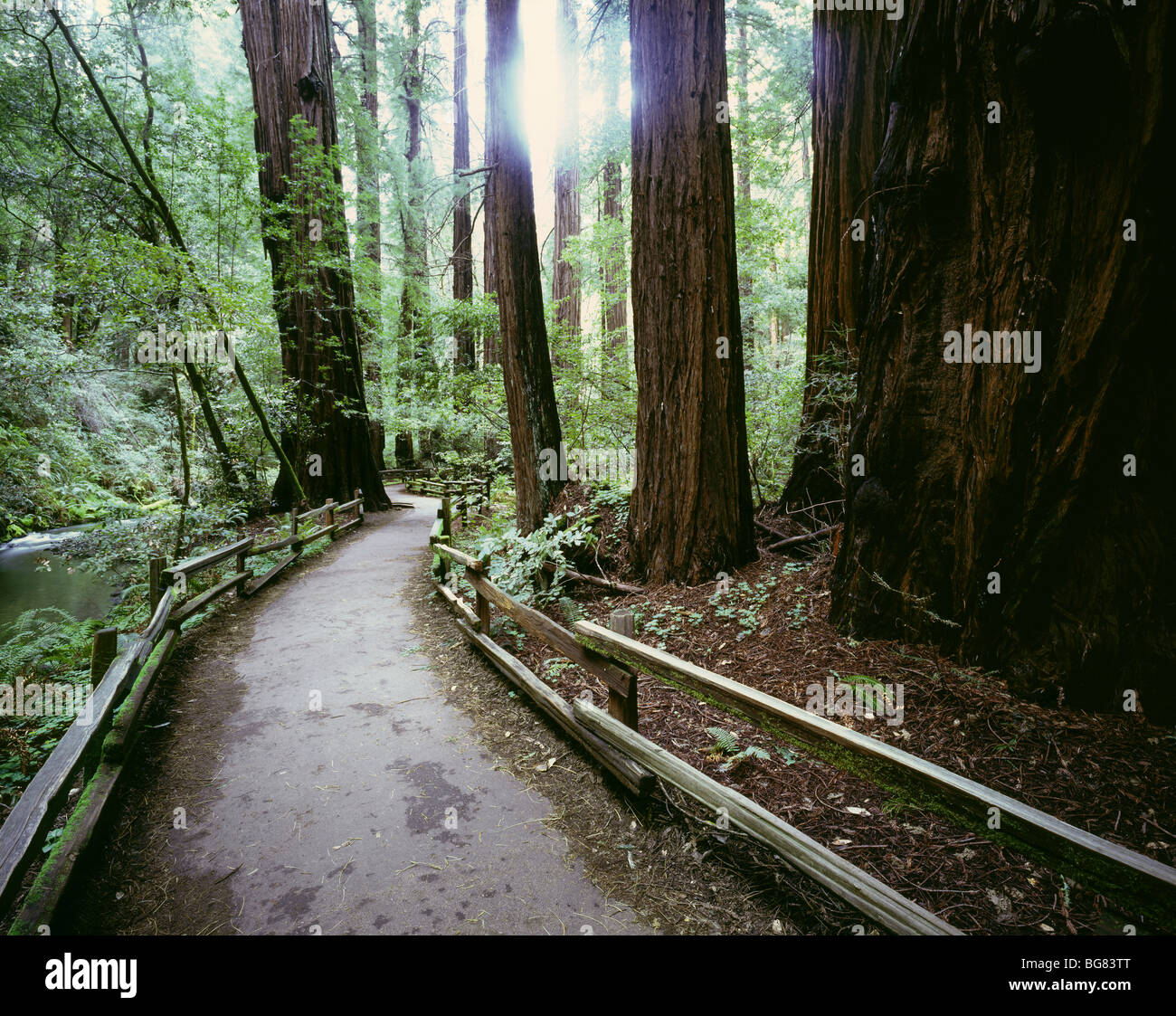  CALIFORNIA Trail Through The Redwood Forest In Muir Woods National 