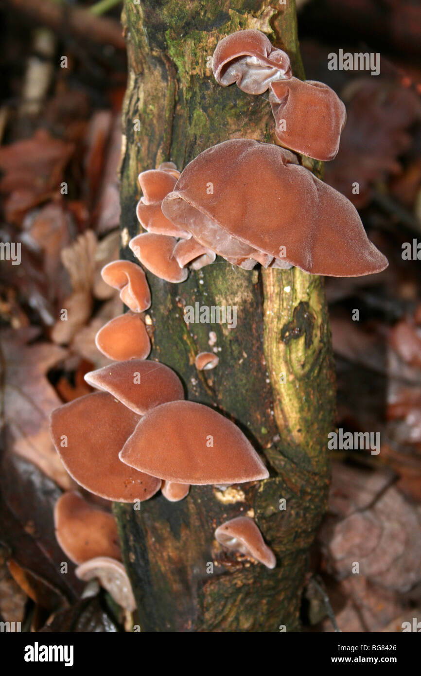 Jelly Ear Fungi Auricularia auricula -judae Taken At Eastham Country Park, Wirral, Merseyside, UK Stock Photo