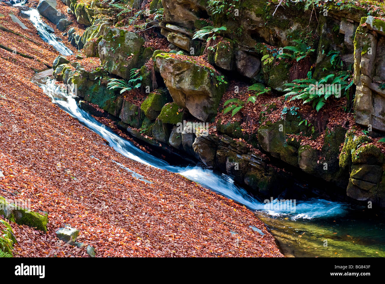 Rocks covered with leaves hires stock photography and images Alamy